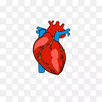 心脏解剖剪辑艺术-心脏身体剪贴画