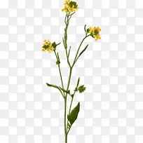 白芥菜