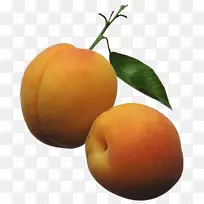杏果桃子剪贴画-杏枝叶