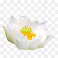 侏儒水百合白花白单白花百合