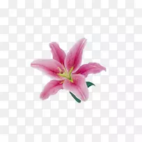 百合花-美丽的粉红色百合装饰材料