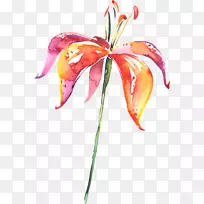 百合花画水彩画.手绘百合