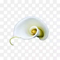 百合花，白百合-一朵盛开的白色愈伤组织百合