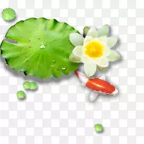 荷塘叶莲藕-白水百合