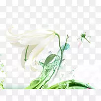 下载百合花-百合花
