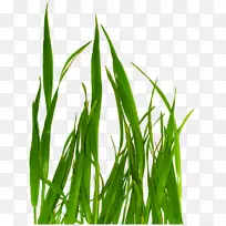 一束绿草