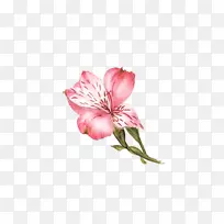 百合花-粉红色百合