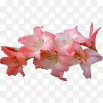 插花艺术-粉色百合
