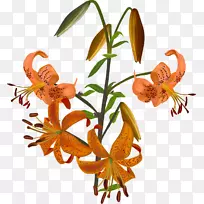 百合花芽插图.手绘百合