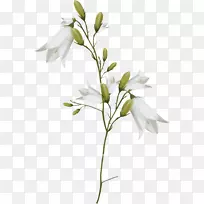 百合插花艺术-白色百合花