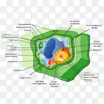 植物细胞、动物细胞器-原核生物