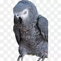 鸟类鹦鹉灰鹦鹉动物灰鹦鹉
