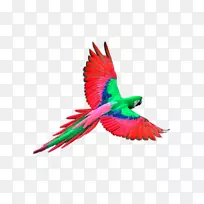 鹦鹉飞行鸟-红鹦鹉装饰图案