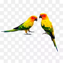 喂食鸟的鹦鹉、鹦鹉的形状不是相同的两只鹦鹉。