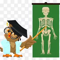 学生教师解剖人体骨骼鹦鹉讲人体