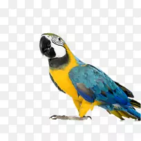 蓝黄鹦鹉鸟红绿鹦鹉图片
