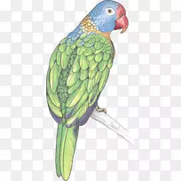 亚马逊鹦鹉鸟-彩色手绘鹦鹉元素
