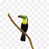 鹦鹉鸟托科鹦鹉站在树枝上