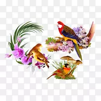 鸟类静物-品种鹦鹉花静物装饰背景图案