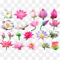 莲藕花蕾剪贴画-莲花