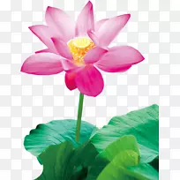 莲藕彩绘水百合莲花