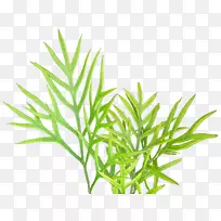 植物计算机图标蜘蛛咬伤-植被纹理植物PNG