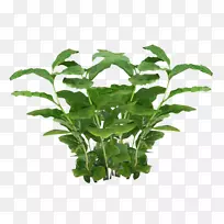 植物纹理映射α映射-植物PNG图片