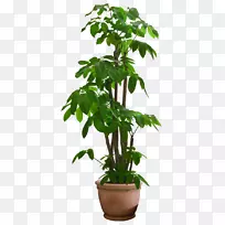 圭亚那栗树-美丽透明植物PNG