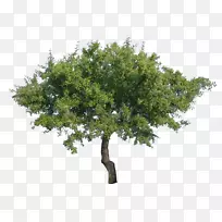 树剪贴画-PNG树