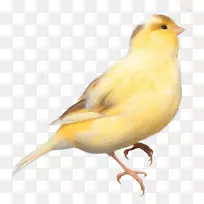 家养金丝雀鹦鹉雀-图片PNG鸟透明