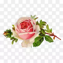 古典玫瑰：为家庭和花园提供美丽的百合花、玫瑰、花卉剪贴画-花园派对剪贴画。