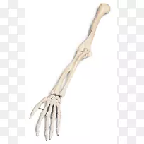 人体骨骼夹艺术.骨骼臂