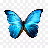 蝴蝶形态流变艺术-高分辨率蝴蝶png图标