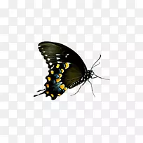 蝴蝶电脑图标-蝴蝶群PNG