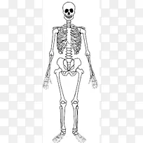 人体骨骼解剖-人体骨骼