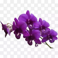 紫剪贴画-紫色花架
