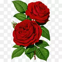 仙人掌玫瑰插花艺术-维多利亚玫瑰图片
