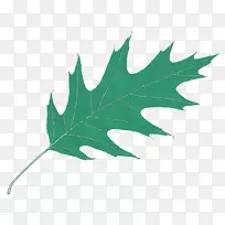 树叶电脑图标橡木剪贴画橡木叶图标