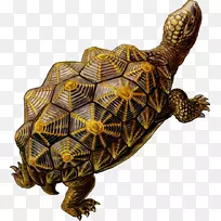 海龟始祖史前爬行动物剪贴画下载免费图片