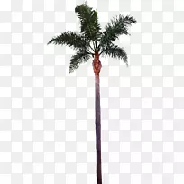 乔木槟榔科剪贴画-棕榈树图像最佳免费剪贴画