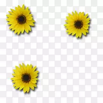 普通向日葵数码剪贴簿电脑图标-下载图片向日葵