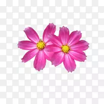 花展解析度剪辑免费下载花卉PNG图片