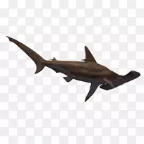 锤头鲨-大白鲨剪贴画-锤头鲨透明