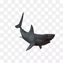 大白鲨大锤头扇形锤头鱼-真正的鲨鱼PNG