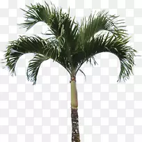 槟榔科乔木-优质真棕榈树PNG
