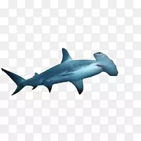 鱼翅汤锤头鲨扇形锤头鲨鳍-锤头鲨PNG