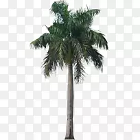 槟榔科植物剪贴画-棕榈树PNG照片