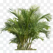 室内植物室内空气品质园艺保健棕榈植物槟榔