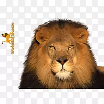 狮子和老鼠美洲虎豹-狮子PNG渲染