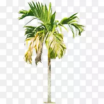 Renda areca Palm Arecaceae Rhapis-皇家棕榈树HD PNG